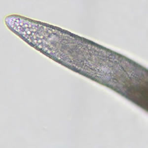 Case159_C.jpg