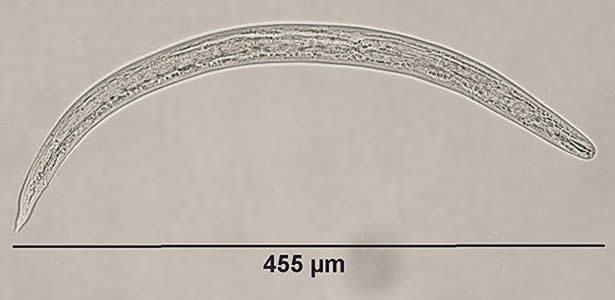 Case182_A.jpg