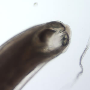 Case185_A.jpg