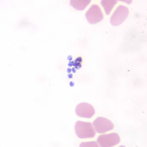 Case190_G.jpg