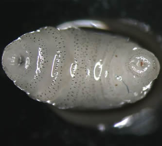 Case191_A.jpg