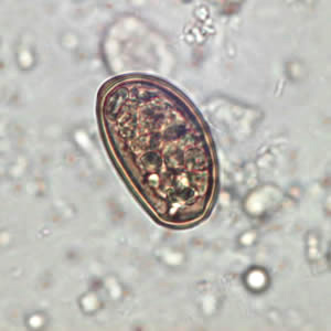 Case198_C.jpg