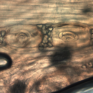 Case199_C.jpg
