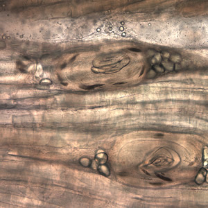 Case199_E.jpg