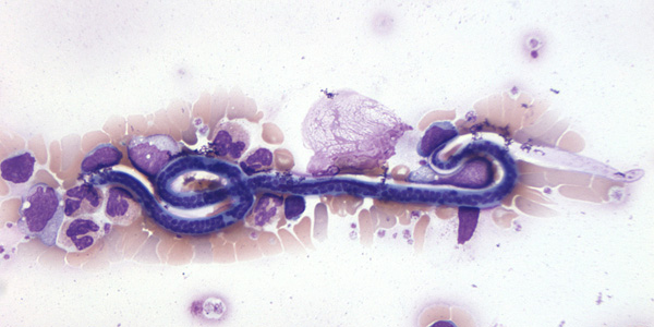 Case206_A.jpg