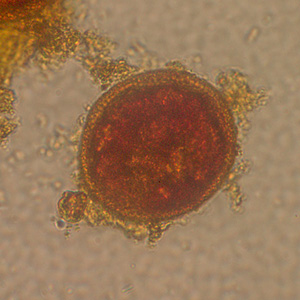 Case220_C.jpg