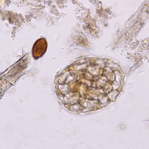 Case221_C.jpg