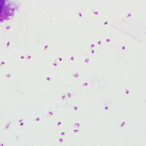 Case229_A.jpg