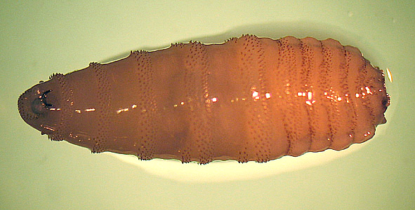 Case231_A.jpg