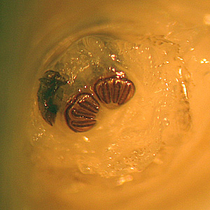 Case231_C.jpg
