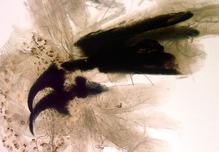 Case231_D.jpg