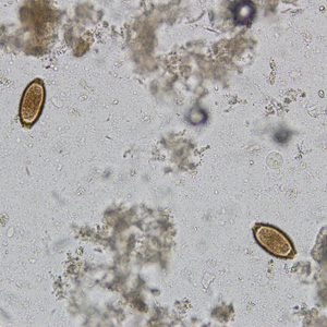 Case242_A.jpg