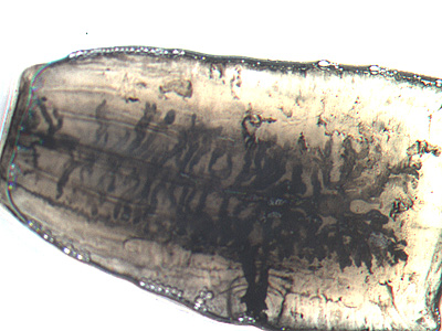 Case246_A.jpg