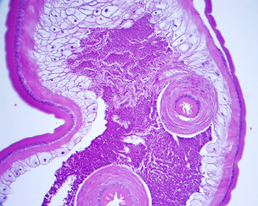 Case248_C.jpg