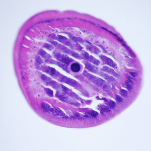 Case248_E.jpg