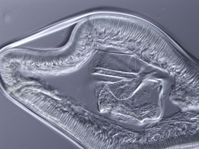 Case249_B.jpg