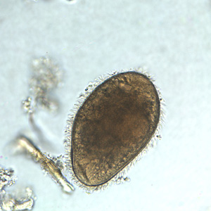 Case251_B.jpg