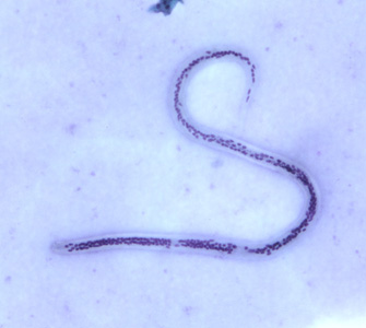 Case252_A.jpg