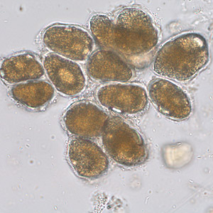 Case253_A.jpg