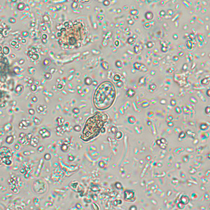 Case256_A.jpg