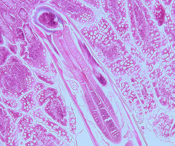Case259_A.jpg