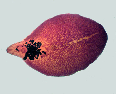 Case263_D.jpg