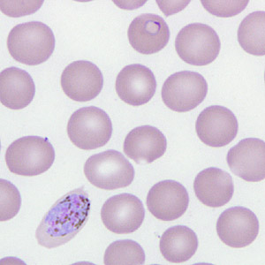 Case266_C.jpg