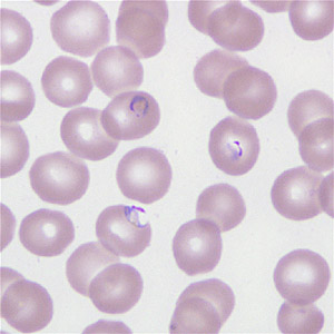 Case266_E.jpg