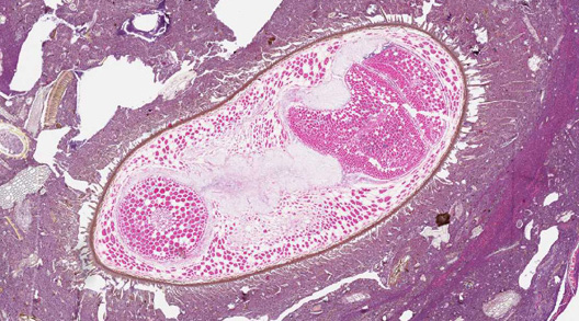 Case267_A.jpg
