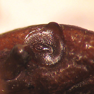 Case268_C.jpg