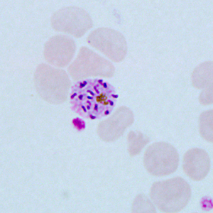 Case271_D.jpg
