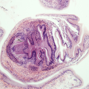 Case278_D.jpg