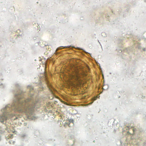 Case284_C.jpg