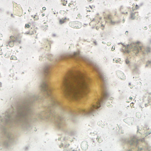 Case284_D.jpg