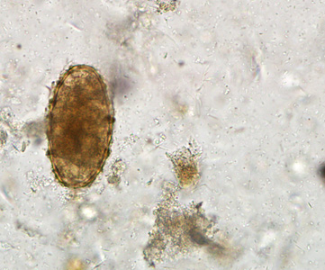 Case284_E.jpg