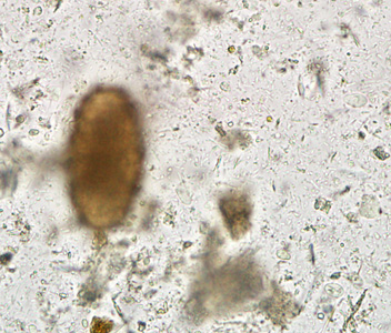 Case284_F.jpg