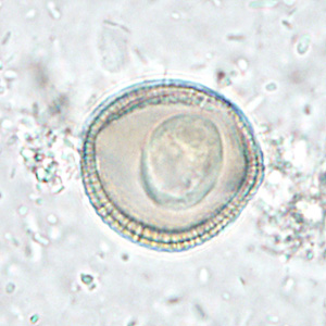 Case286_D.jpg
