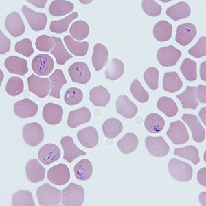 Case290_A.jpg