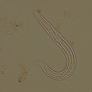 Case294_A.jpg