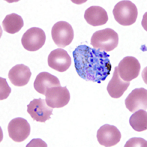 Case295_I.jpg
