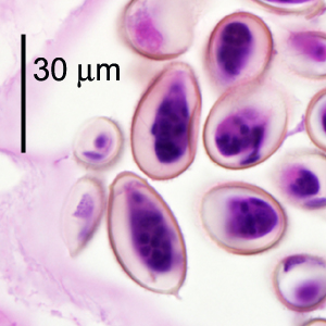 Case299_E.jpg