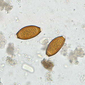 Case307_A.jpg