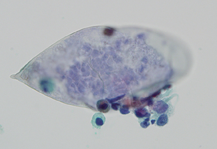 Case324_E.jpg