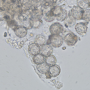 Case336_A.jpg