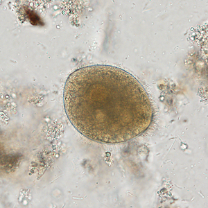 Case338_E.jpg