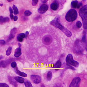 Case341_D.jpg