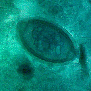 Case343_C.jpg