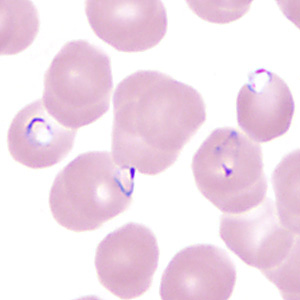 Case350_A.jpg