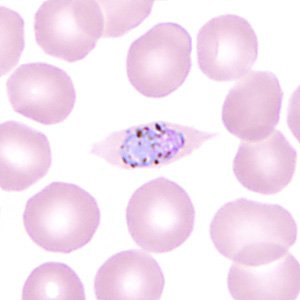 Case350_C.jpg