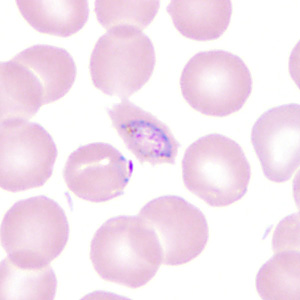 Case350_G.jpg